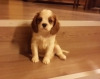 ddaalyz trkiye nin en zel,en gzel cavalier king charle