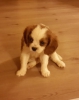 ddaalyz trkiye nin en zel,en gzel cavalier king charle