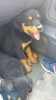 İki buçuk aylık anne baba polis görev köpeği rotweiller