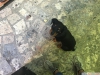 İki buçuk aylık anne baba polis görev köpeği rotweiller