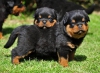 ki dost rottweiler yavrusu