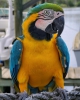 ki gzel konuan mavi ve altn macaw
