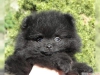 ki harika t-cup pomeranian yavrusu