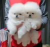 ki harika t-cup pomeranian yavrusu