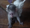 ki iyi eitimli bebek yz capuchin maymunlar kullanlabilir