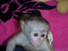 ki mevcut erkek ve kadn sevimli capuchin maymun