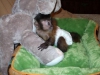 ki sevimli capuchin maymunu yeni bir ev iin hazr