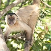 nanlmaz capuchin maymunu