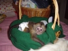 nanlmaz capuchin maymunu?