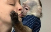 Inanilmaz capuchin maymunu