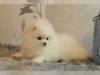 nanlmaz deerli sosyal pomeranian yavru