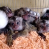 nanlmaz marmoset maymunlar