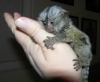 nanlmaz marmoset maymunlar ..... +97339987365