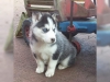 nanlmaz sibirya husky yavru