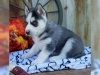 nanlmaz sibirya husky yavru mevcut