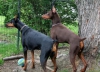 Irk garantl doberman yavrularmz