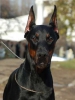 Irk garantl doberman yavrularmz