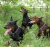 Irk garantl doberman yavrularmz