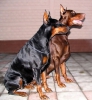 Irk garantl doberman yavrularmz