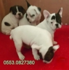 Irknn tm zellikleri tayan sevimli french bulldog yavru