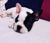 stanbul ii kapda demeli french bulldog 1