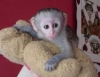 Itaatkar capuchin maymunlar