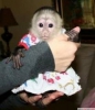 taatkar ev eitimli beyaz bebek yz capuchin maymunlar