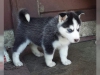 taatkar tuvalet eitimli sibirya husky yavru kaytl