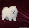 Iv yorkshire terriers @@#$  pomeranian yavru 2 kz 2 erkek 3