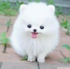 yi bir aile iin dii pomeranian puppy