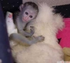 İyi bir aile için evcilleştirilmiş capuchin maymunları