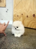 yi bir aile iin safkan pomeranian puppy