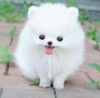 yi bir yuva iin pomeranian pups