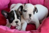 yi eitilmi fransz bulldog pups