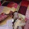 yi eitimli capuchin maymunu   iyi eitilmi bebek kapuin