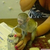 yi eitimli capuchin maymunu   iyi eitimli capuchin maymun