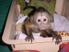 yi evcilletirilmi ve eitimli beyaz yzl bebek capuchin