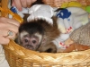 yi iin gzel capuchin maymunlar eve bakm