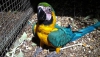 yi terbiye mi gzel mavi ve altn macaws iin posta yeniden