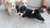 zmirde sahibinden satlk maltese terrier kpek yavrular