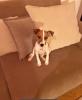 Jack russel terrier