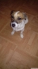 Jack russell