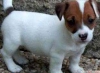 Jack russell yavrular.