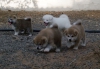 Japon akita inu yavrulari