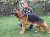 K9 alman oban  yavrulari