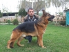 K9 alman oban  yavrulari