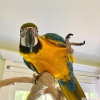 Kabul edilmek iin mavi ve altn macaw papaanlar