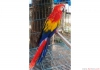 Kabul edilmek iin mavi ve altn macaw papaanla