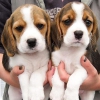 Kabul etmek iin muhteem kiilik beagle yavrular