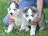 Kabul iin kaytl sibirya husky